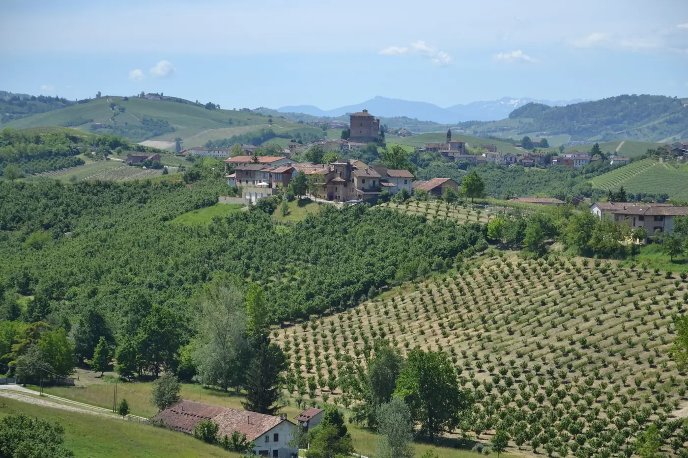 Picturesque landscape of vineyards and village in Belvedere Langhe, Piemonte, Italy.