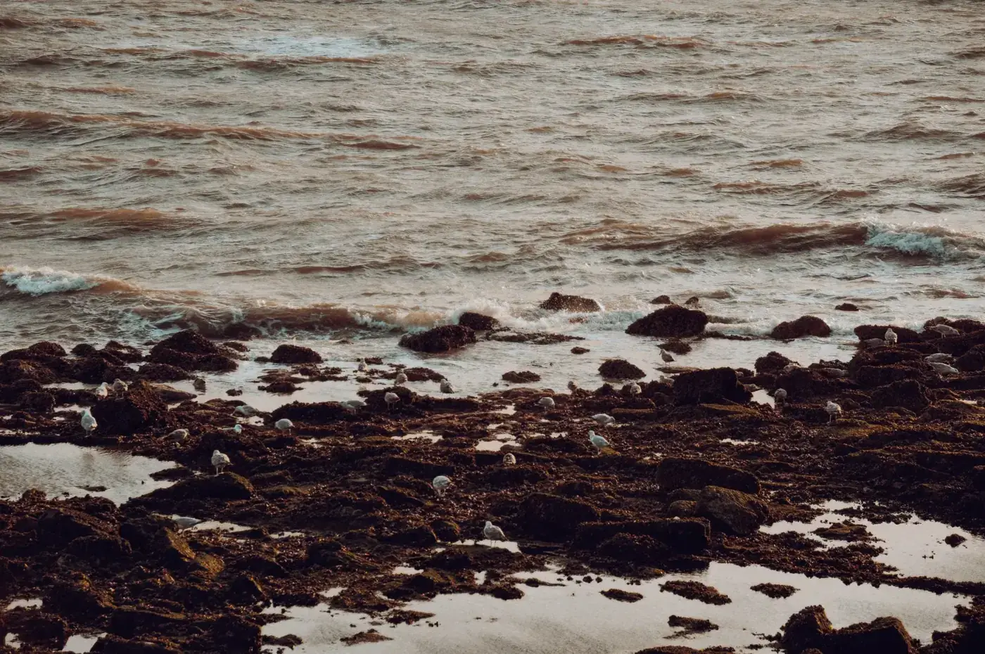 Serene coastal scene of seagulls on a rocky shore with gentle waves in Nieuwpoort, Belgium.