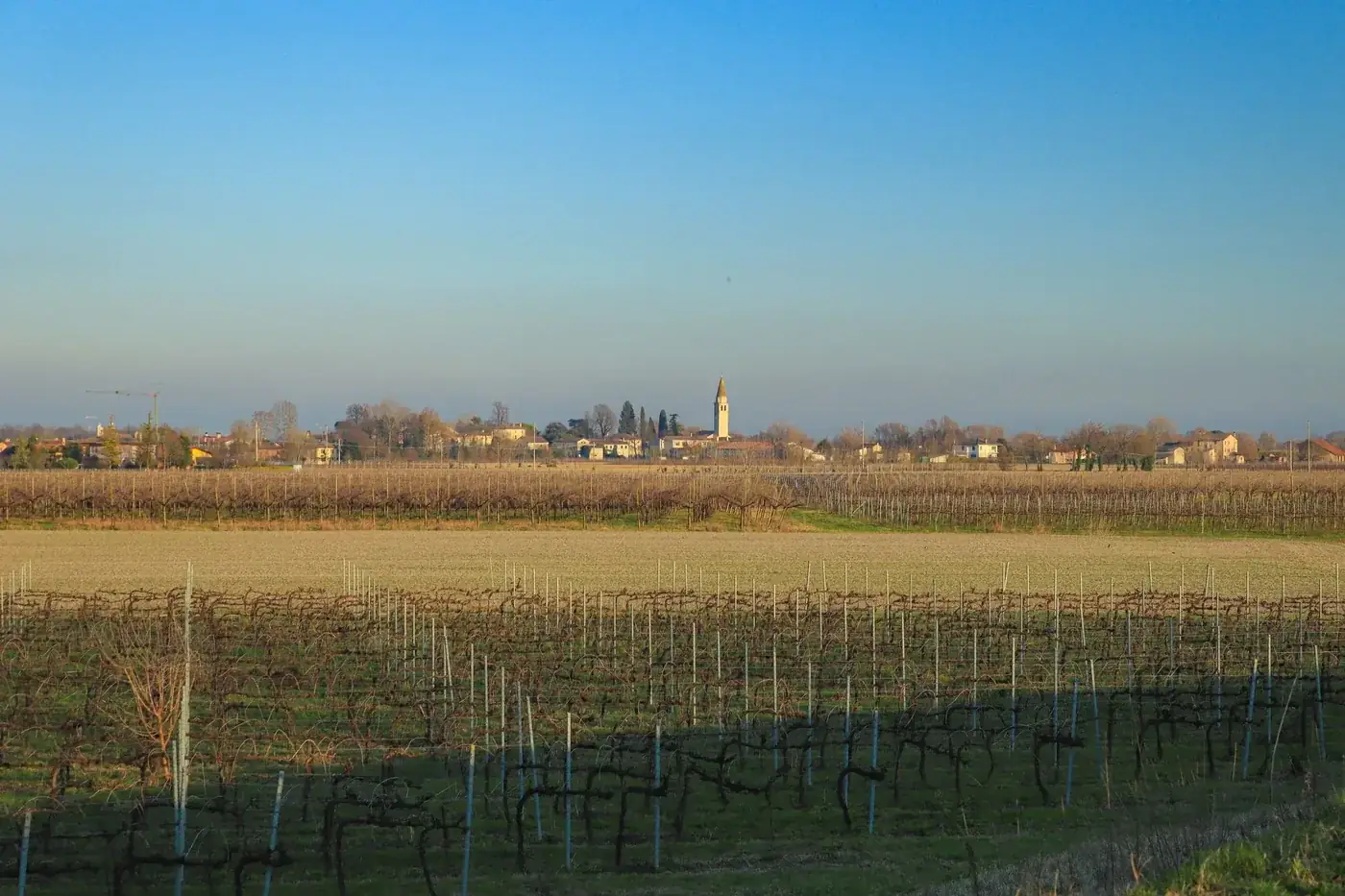 Vast vineyard under clear blue sky with village and church tower in the distance, serene rural setting.