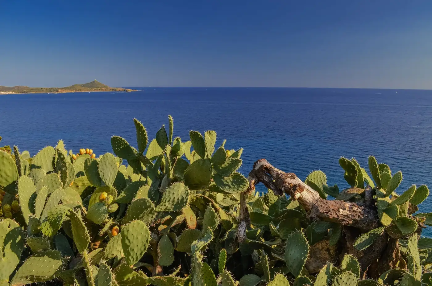 Prickly pear cacti with vibrant blue sea in the backdrop, captured in Sardinia, Italy.
