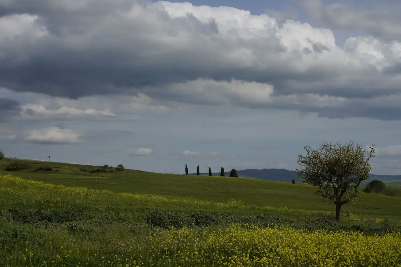 Tranquil summer landscape of Pienza, Tuscany with fields and lone tree under a dramatic sky.