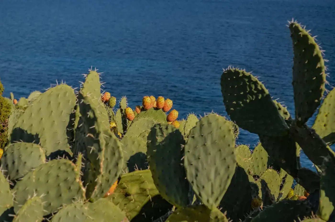 Prickly pear cacti bathed in sunlight by the serene Sardinian coast.