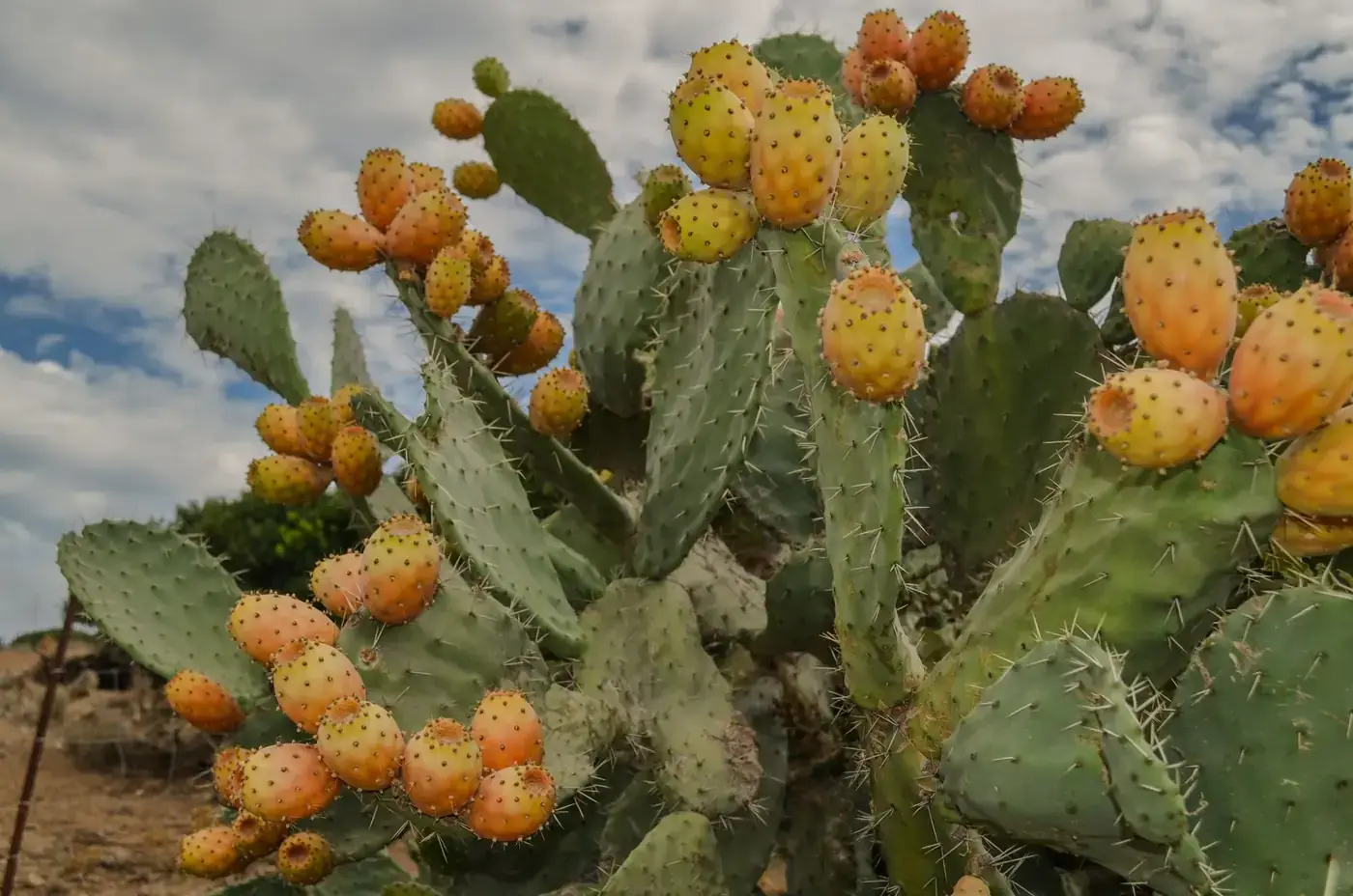 Close-up of prickly pear cactus with fruits in Sardinia, Italy.