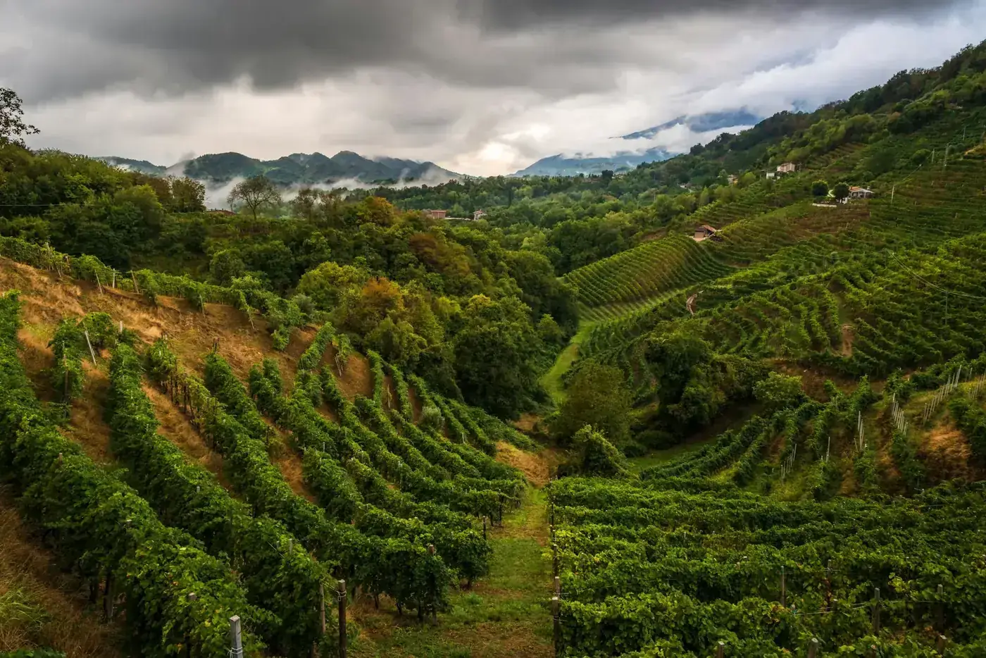Terraced vineyards on rolling hills under a cloudy sky with distant mountains