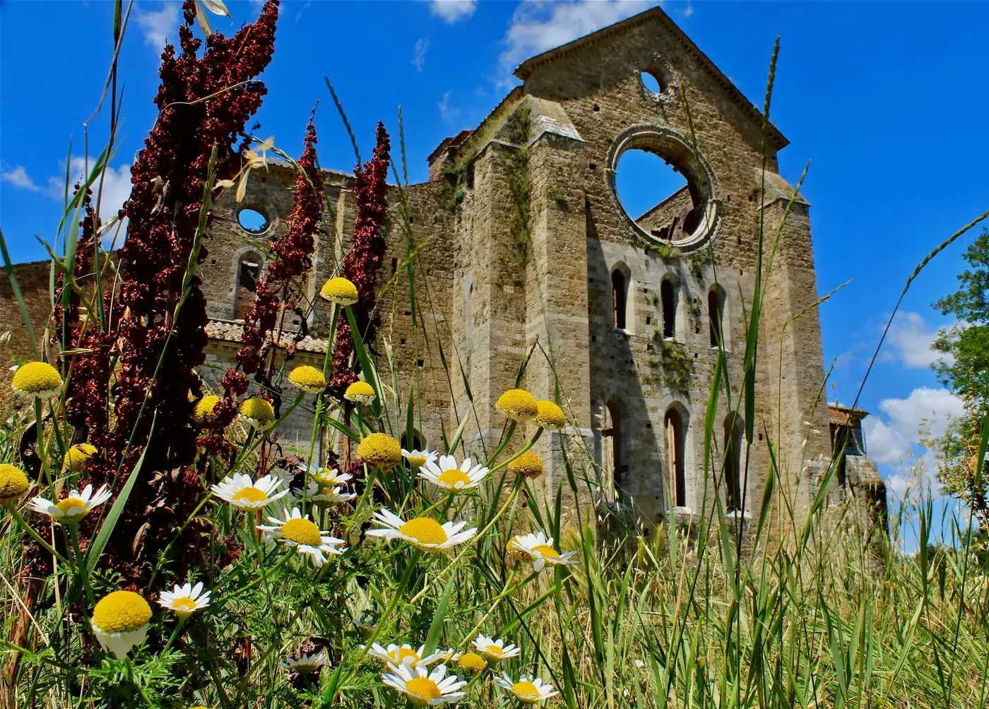 Captured in Tuscany, this image showcases historic abbey ruins surrounded by vibrant wildflowers under a clear blue sky.