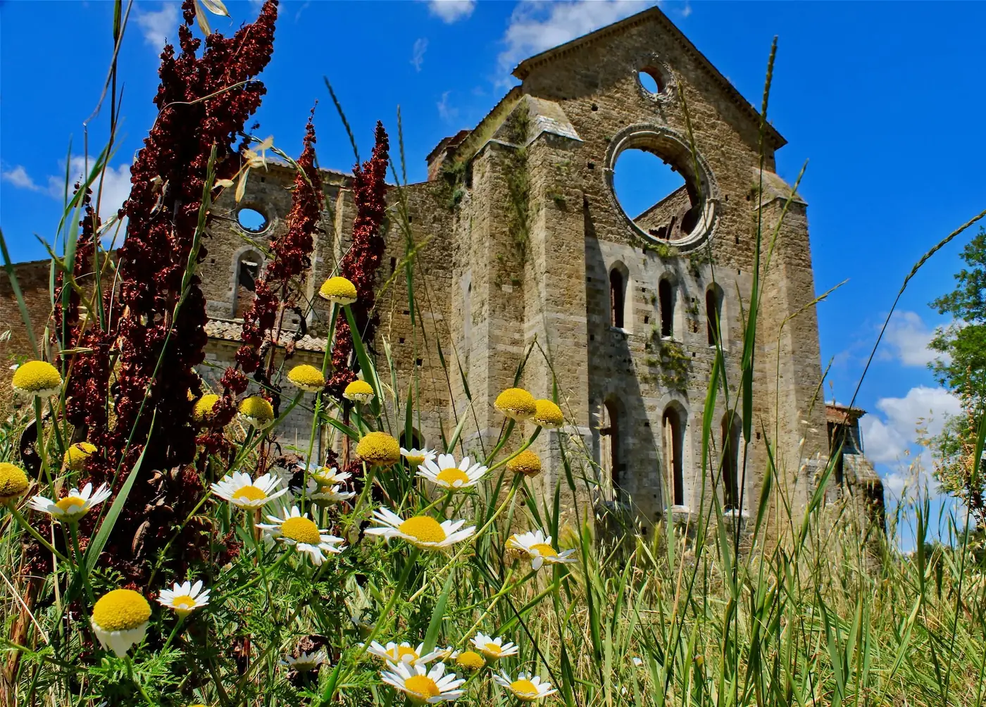 Captured in Tuscany, this image showcases historic abbey ruins surrounded by vibrant wildflowers under a clear blue sky.