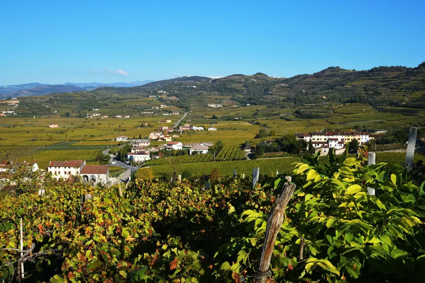 Soave