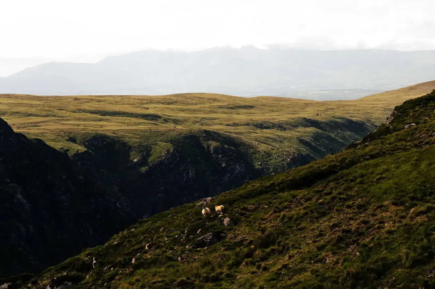 Stunning landscape of Killarney mountains with grazing sheep under a cloudy sky.